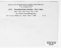 Phakopsora crotonis image